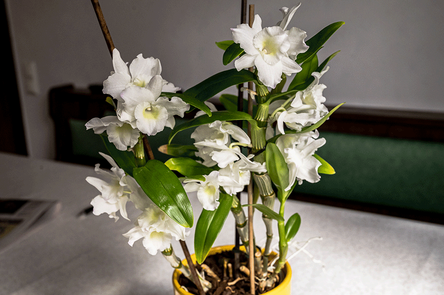 Unsere Orchidee erfreut uns in Vollblüte - Foto: JoSt © 2022